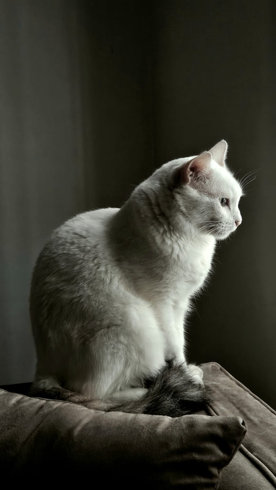 Cats